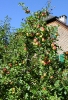 Apfelbaum_Herbst