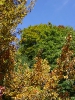 baeume_herbst