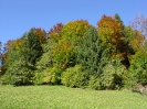 herbstwald