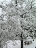 zwetschgenbaum_winter