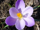 einzelner_krokus