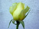 gelbe_rose_2