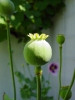 Mohn_Sonne