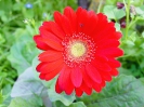 rote_Gerbera