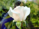 weisse_rose_2