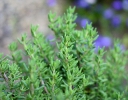 Gewürze / Spices  