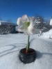 Blume im Schnee