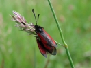 2 Fluginsekten auf Blume