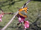 schmetterling_fr_hling