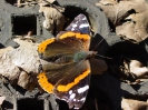 schmetterling_herbst