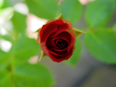rote_rose