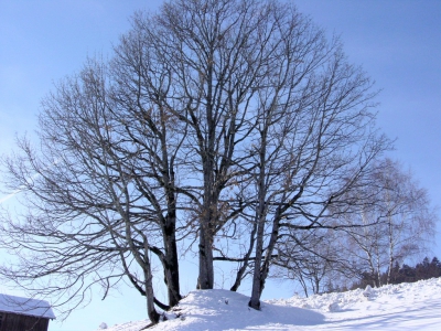 Baum_Februar
